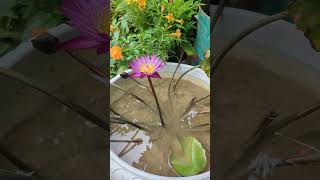 লাল শাপলা কিভাবে টবে লাগাবেন  Red water lily flower  Tree Plantation  Bdgardening [upl. by Ainesell768]