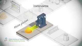 Maize starch process [upl. by Azarria]