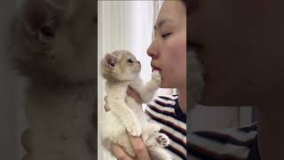 Cutest Kitten Play shorts short shortvideo shortsvideo shortsfeed [upl. by Atikir685]