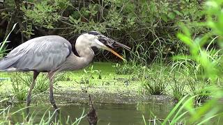 Great Blue Heron Eats Snapping Turtle HQ HD [upl. by Divaj]