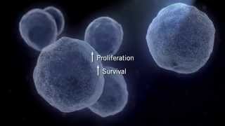 The MAPK Signaling Pathway [upl. by Nylhsa]