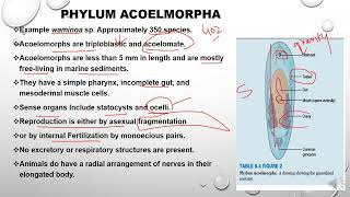 Phylum Acoelomorpha [upl. by Klemperer]