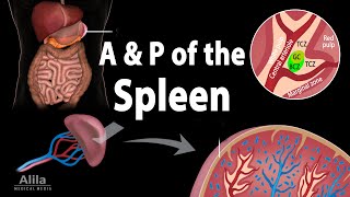 Anatomy amp Physiology of the Spleen Animation [upl. by Stubstad]