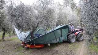 raccolta olive con scuotitore berardinucci [upl. by Inman920]