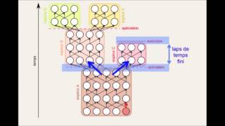 capsule speciation [upl. by Cosetta]