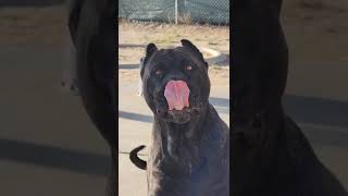 Presa Canario Female Ready to Attack  SoCalPresa Beasts [upl. by Adnouqal81]