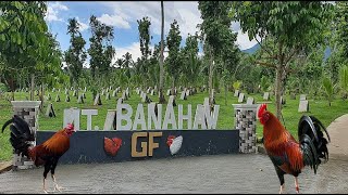 Lets Visit The Farm Of Mt Banahaw Gamefarm [upl. by Audwin101]