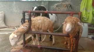 CROSSING BREEDING DOMBA GARUT DENGAN DOMBA MERINO DAN MERGART [upl. by Fulmer]