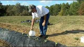 How to plant sweet potatoes in colder climates  The Tatorman [upl. by Isma416]