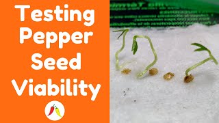 Testing Pepper Seed Viability To Speed Up Germination amp Tell If Your Seeds Are Still Good [upl. by Inalawi]