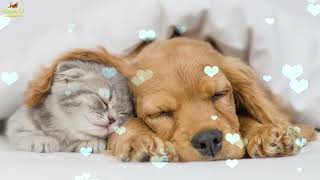 Relaxing Sleep Music For Puppies 🐶 Calm And Relax Your Dog ❤️ Soothing Lullaby For Dogs [upl. by Demona140]