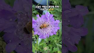 벌을 부르는 솔체꽃 스카비오사scabiosa beautiful flower shorts [upl. by Nacnud]