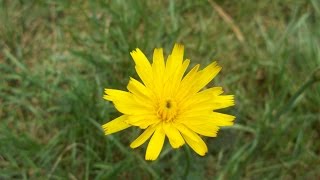 False Dandelion  Hypochaeris radicata  Prosienicznik szorstki [upl. by Hullda]