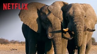 El exterminio del marfil  Tráiler oficial  Netflix Documentary HD [upl. by Korney]