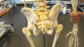 Surface Anatomy Pelvis skeletal model [upl. by Addy46]