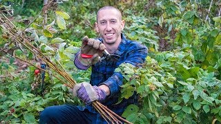 How To Prune Raspberries Permaculture Gardening [upl. by Ailatan]