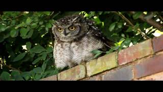 Spotted Eagleowl Hisses and Makes Clicking Sounds [upl. by Sherborne]