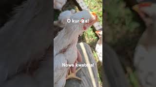 Nowa kwatera🐔 [upl. by Pfeifer]