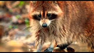 Racoon Procyonidae [upl. by Dollar]