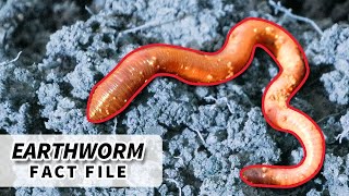 Earthworm Facts FACTS about EARTHWORMS  Animal Fact Files [upl. by Varien467]