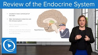 Review of the Endocrine System – Pharmacology  Lecturio Nursing [upl. by Ardnik]