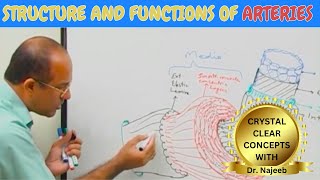 Arteries  Structure and functions🩺 [upl. by Yedoc]