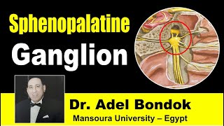 Sphenopalatine Pterygopalatine Ganglion Dr Adel Bondok [upl. by Latoniah]