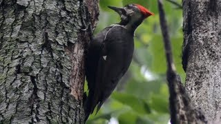 Pileated woodpecker pecking fast on tree  Female [upl. by Notlimah136]