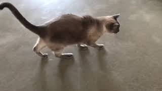 Diabetic Cat Walking with Dropped Hocks  Feline Neuropathy [upl. by Islaen]