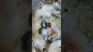 White canary chicks in the nest with their parents first hatching [upl. by Reham]