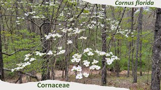 Flowering dogwood Cornus florida beautiful tree native to Eastern North America [upl. by Ihcego]