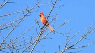 Northern Cardinal Morning Calls  male amp female [upl. by Nnasor]