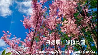 【飯婦人】丹德農山脈植物園｜杜鵑花公園 ｜Dandenong Ranges Botanic Garden2020 ｜  25 [upl. by Yendor278]