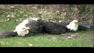 Amazing Hawk tries to kill Eagle and the fight of two eagles Hawk vs Eagle Eagle vs Eagle [upl. by Il50]