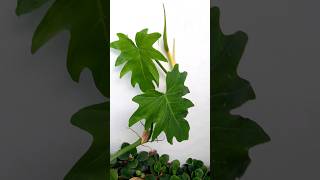 philodendron climbingplants houseplants plantlover [upl. by Appel]