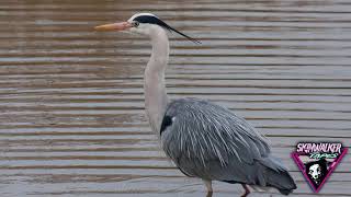 MYSTERIOUS CREATURES Bennu Bird  Sacred Heron Of Egypt [upl. by Spencer590]