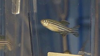 Cancer Research Focuses on Zebrafish [upl. by Ntsyrk]