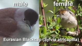 Blackcap  Eurasian Blackcap Bird Call BIRDSONG [upl. by Goulette]