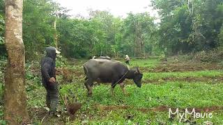 Plowing using carabao to farm in the Philippines [upl. by Amorita]