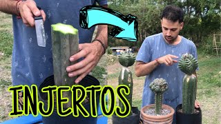 Cómo hacer INJERTOS de CACTUS  Paso a paso técnica 100 efectiva [upl. by Karena]