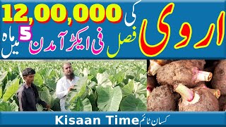 Arvi ki kasht in pakistan Arbi ki kasht in pakistan Arbi ki kasht اروی کی کاشت Kisan time کسان ٹائم [upl. by Madge]