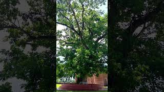 Rain tree in Sixty Dome Mosque travelvlog adventureawaitsSixtyDomeMosque raintree exploremore [upl. by Haramat]