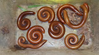 Why Are So Many Millipede How To Catch Giant Millipedes [upl. by Feodore]