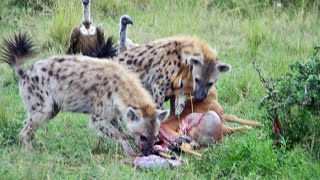 Half eaten impala tries escaping hyenas [upl. by Andra19]