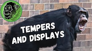 Chimpanzees Fighting At Chester Zoo [upl. by Koziel811]