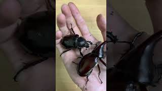 【飼育紀錄】佛羅倫斯姬兜 🎶🎵 Xylotrupes florensis｜𝐓 𝐇 𝐘｜昆蟲｜攝影｜ [upl. by Shem]