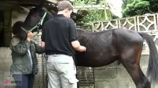 Strangles in Horses  YouTube [upl. by Iaj]