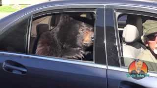 The Drive by quotRealquot Bear [upl. by Deer]