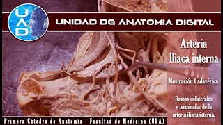 Arteria iliaca interna preparado  UAD  Primera cátedra de Anatomía  FMed  UBA [upl. by Atinwahs]