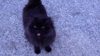 Fluffy black cat meowing thin [upl. by Brina229]